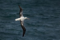 Albatros kralovsky - Diomedea epomophora - Southern Royal Albatross 7720